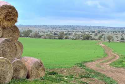 Parco dell'Alta Murgia, facile perdersi senza indicazioni: ma c'� chi ci sta pensando
